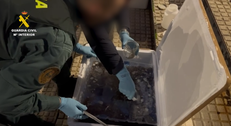 trafficked glass eels seized